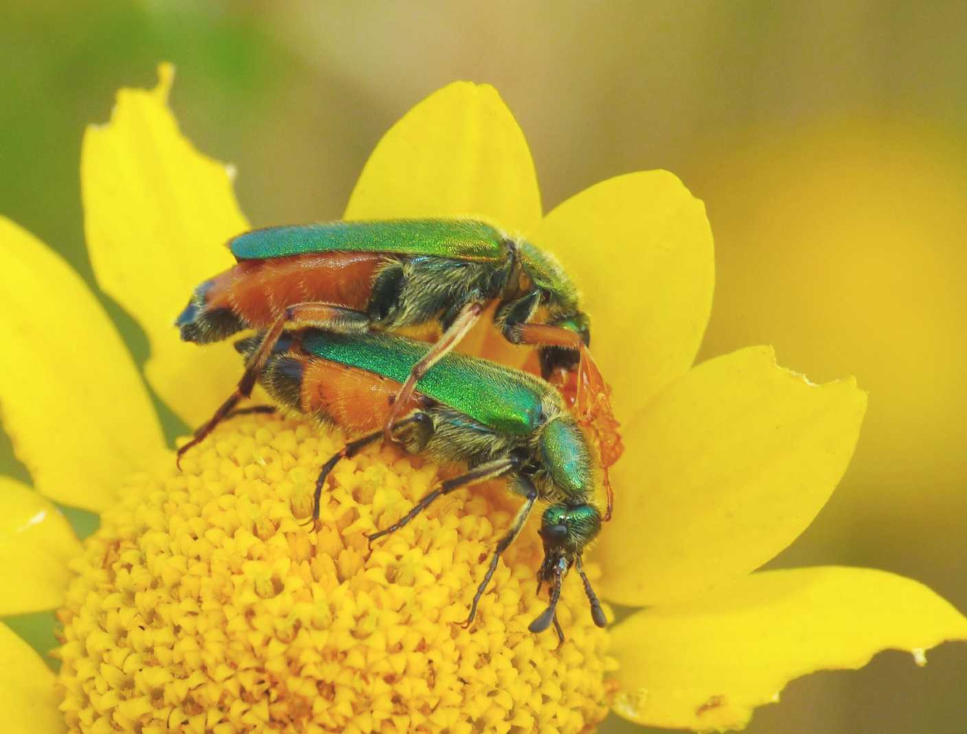 Cerocoma scheberi (Meloidae): corteggiamento e basta